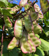 蔬菜種子種植戶客戶點(diǎn)評(píng)-價(jià)格好得讓種植者笑咪咪的，這個(gè)神奇的品種在霜降后還是串串結(jié)莢！