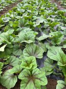 蔬菜種子種植戶客戶點(diǎn)評(píng)-第一次種植這種菜，現(xiàn)在可以上市了，大家?guī)臀医ㄗh一下，能賣個(gè)什么價(jià)格？