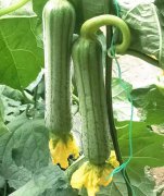 蔬菜種子種植戶客戶點(diǎn)評(píng)-這瓜，太美了！太美了！但我這個(gè)老菜農(nóng)……唉！