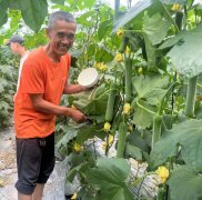 蔬菜種子種植戶客戶點(diǎn)評(píng)-干農(nóng)業(yè)，有喜悅嗎？有的，請(qǐng)看！