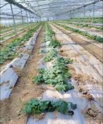 蔬菜種子種植戶客戶點(diǎn)評(píng)-三倍體絲瓜到底是斷頭好？還是不斷頭好？看看這位老板的做法……