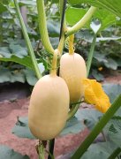 蔬菜種子種植戶客戶點(diǎn)評(píng)-瓜菜價(jià)格不好，太卷了！看一位種植大戶穩(wěn)穩(wěn)賺錢的經(jīng)驗(yàn)…