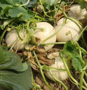 蔬菜種子種植戶客戶點(diǎn)評(píng)-我種植的這個(gè)品種，稱得上“白馬王子”，與大家分享！