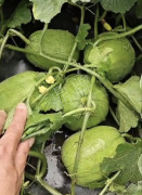 蔬菜種子種植戶客戶點(diǎn)評(píng)-瓜商喜歡、消費(fèi)者喜歡，這個(gè)品種就好銷售！