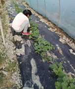 蔬菜種子種植戶客戶點(diǎn)評(píng)-我想要一個(gè)抗高溫又品質(zhì)優(yōu)良的甜瓜品種，終于找到了！