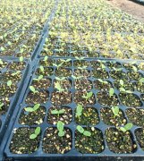 蔬菜種子種植戶客戶點(diǎn)評(píng)-高溫+病毒，雙重暴擊！今年種植這個(gè)品種能賺錢(qián)嗎？